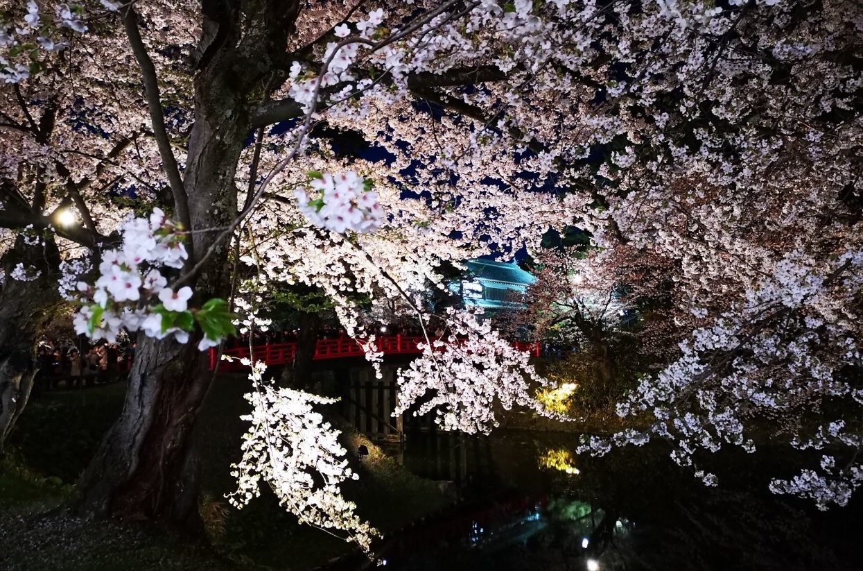 Sakura Shiro Night